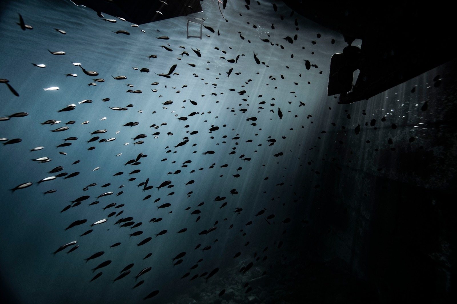 Tout comprendre à l’acidification de l’océan