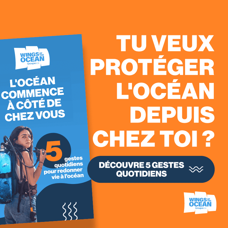 5 actions simples à adopter pour que l’océan respire enfin